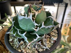 ムチムチ★白鯨★陽炎 チタノタ titanota agave アガベ 