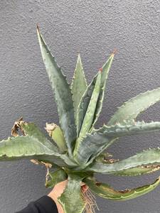 AGAVE 耐寒性アガベ大株アメリカーナ子株付き　アオノリュウゼツランagave フェロックス、パリー、コロラータ、マピサガ、シュリベイ