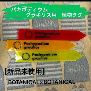 【パキポディウムグラキリス用タグ】BOTANICAL×BOTANICAL 3色　塊根植物