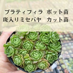 プラティフィラ＆斑入りミセバヤ 多肉植物