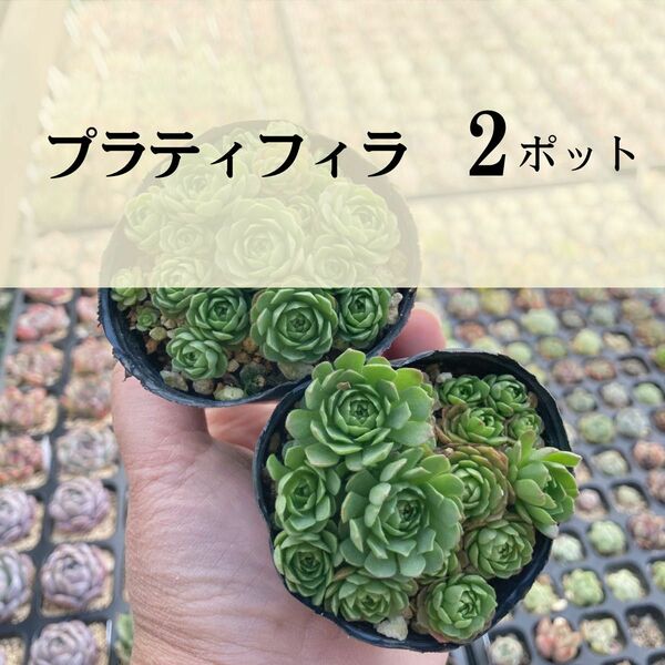 プラティフィラ 2ポット 多肉植物