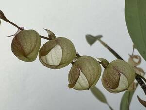 洋蘭 原種 ステリス属 Stelis glomerosa 袋状の花がユニークな珍ステリス 花茎2本付き良株 速達第四種郵便送料590円 パルダリウム　　