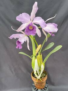 洋蘭 交配種 カトレア属 C.Canhamiana coerulea 'Azure Skies' AM/AOS 古くから知られるセルレア銘個体 3リン開花始まり