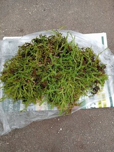 コケ　苔玉　盆栽 　鉢植え　不明 苔