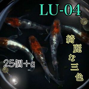 LU-04めだかの有精卵25個+α　三色ラメ体外光
