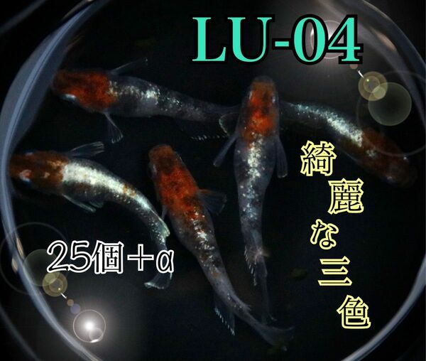 LU-04めだかの有精卵25個+α　三色ラメ体外光