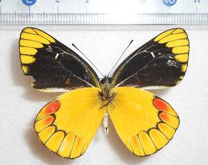 値下げ！海外の蝶標本海外の蝶標本　アイリーナエカザリシロチョウ　Delias eileenae（チモール島産）