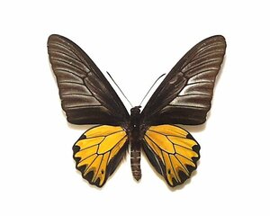 外国産蝶標本　キシタアゲハ　A-♂ ネパール 産