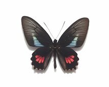 外国産蝶標本　リサンデルジャコウ　A-♂ ブラジル 産_画像1