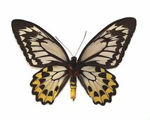 外国産蝶標本　アカメガネトリバネアゲハ　A-♀ ハルマヘラ島 産_画像3