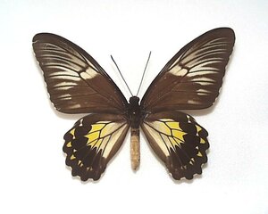 外国産蝶標本　クサビモンキシタ　A-♀ ジャワ島 産
