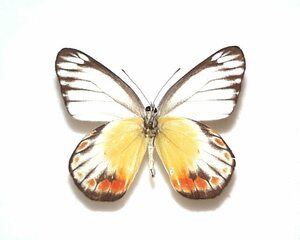 外国産蝶標本　ペリボエアカザリシロ　A-♂ カンゲアン島 産