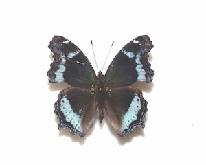  foreign product butterfly specimen ruli vertical is A-* Thai production 