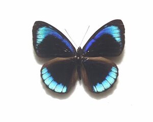 外国産蝶標本　アルクメナアイイロタテハ　A-♂　ペルー 産