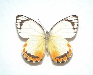  иностранного производства бабочка образец can ti Dakar Zari белый A-* палочки .n остров производство 
