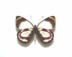 外国産蝶標本　ベイカリーカザリシロ　A-♀ 西イリアン 産