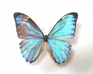 外国産蝶標本　オーロラモルフォ　A-♂　ペルー 産