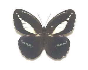 外国産蝶標本　クレウサフクロウチヨウ　A-♂　ブラジル 産