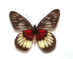 外国産蝶標本　二ヌスカザリシロ　A-♂　ボルネオ島 産