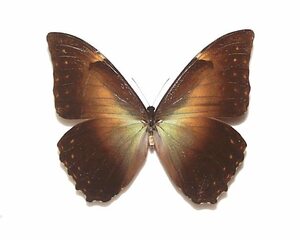 外国産蝶標本　テレマクスモルフォ　A-♂　ブラジル 産