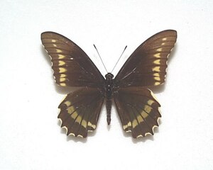 外国産蝶標本　ポリダマスアオジャコウ　A-♂　ブラジル 産