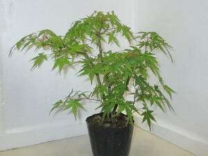 yama maple * stock ..* mini bonsai *momiji*