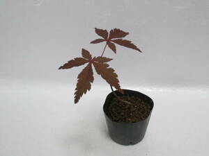 A*no blur maple *3 year thing * height of tree pot on approximately 10cm* mini bonsai material *