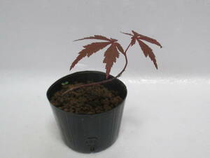 C*no blur maple *3 year thing * height of tree pot on approximately 6cm* mini bonsai material *
