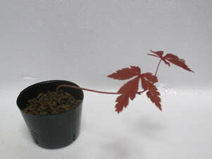 D*no blur maple *3 year thing * half ..* mini bonsai 