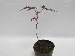 F*no blur maple *3 year thing * height of tree pot on approximately 11cm* mini bonsai 