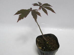H*no blur maple *4 year thing * height of tree pot on approximately 10cm* mini bonsai material *