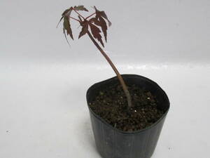 L*no blur maple *3 year thing * height of tree pot on approximately 7cm* mini bonsai 
