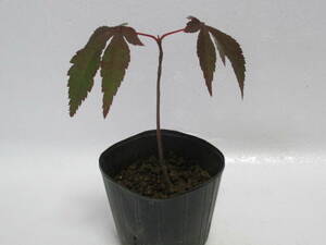 K*no blur maple *3 year thing * height of tree pot on approximately 8cm* mini bonsai 