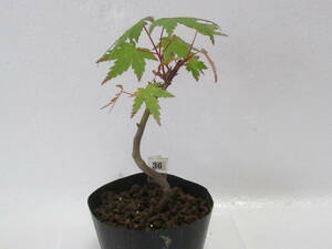 36*yama maple *4 year thing * mini bonsai *momiji