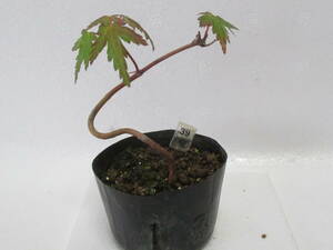 39*yama maple *4 year thing * mini bonsai *momiji