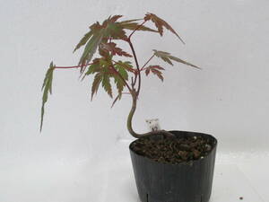 42*yama maple *4 year thing * mini bonsai *momiji