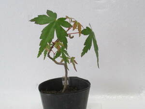 41*yama maple *4 year thing * mini bonsai *momiji