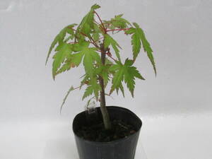 59*yama maple *5 year thing * mini bonsai *momiji