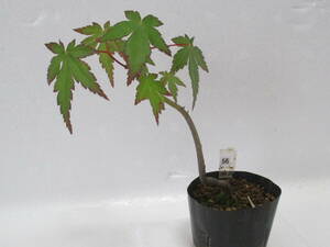 56*iro is maple *5 year thing * mini bonsai *momiji