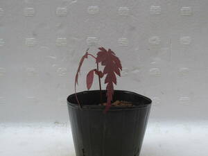 no blur maple *. seedling * height of tree pot on approximately 6~8cm* mini bonsai material *H