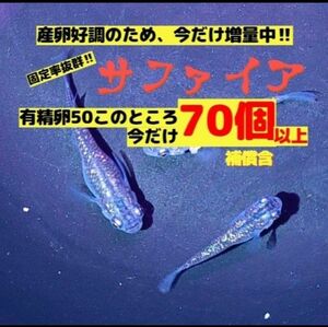 【翌日着エリア限定】 サファイアメダカ 有精卵50個 以上(補償分を含む)めだか →増量中70個以上