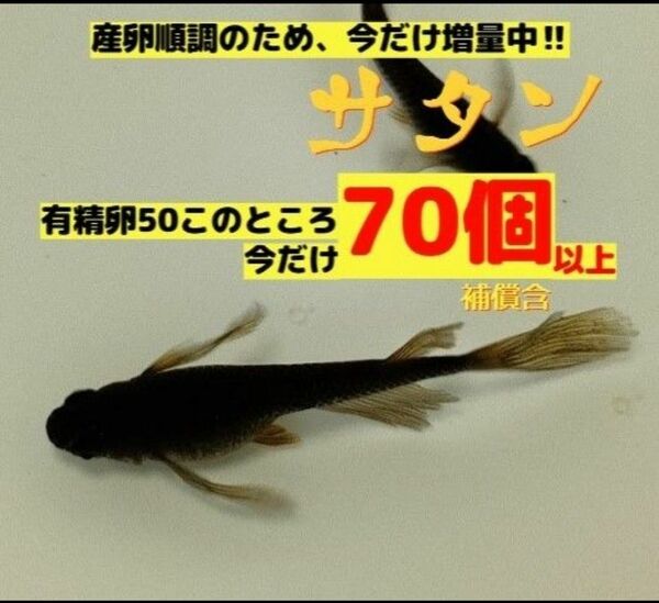 【翌日着エリア限定】サタン メダカ 有精卵50個 以上(補償分を含む)めだか →増量中70個以上