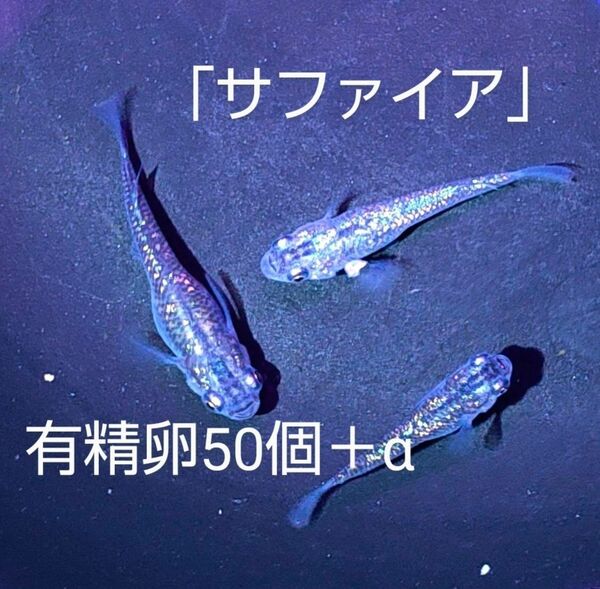 サファイア メダカ 有精卵50個 以上(保証分を含む)めだか 