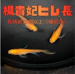 メダカ「楊貴妃 ヒレ長」有精卵25個以上 (保証分を含む)