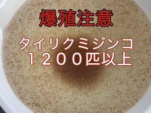 自家培養の元気いっぱい栄養たっぷりのタイリクミジンコ約１２００匹以上観賞魚等の産卵シーズンの餌に