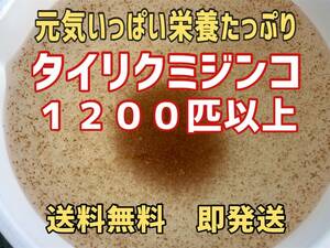 【小さな絆メダカ】自家培養の元気いっぱい栄養たっぷりのタイリクミジンコ約１２００匹以上　めだか等の餌に①