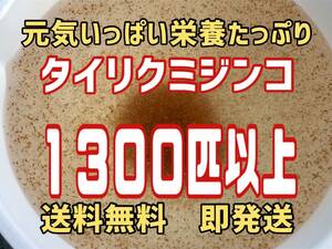 爆殖注意！自家培養の元気いっぱい栄養たっぷりのタイリクミジンコ約１3００匹以上観賞魚等の餌に