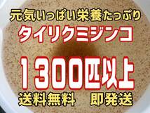 【小さな絆メダカ】自家培養の元気いっぱい栄養たっぷりのタイリクミジンコ約１３００匹以上　観賞魚等のエサに_画像1