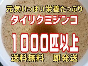 【小さな絆メダカ】自家培養の元気いっぱい栄養たっぷりのタイリクミジンコ約１０００匹以上　観賞魚等のエサに