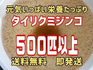 【小さな絆メダカ】自家培養の元気いっぱい栄養たっぷりのタイリクミジンコ約５００匹以上　観賞魚等のエサに